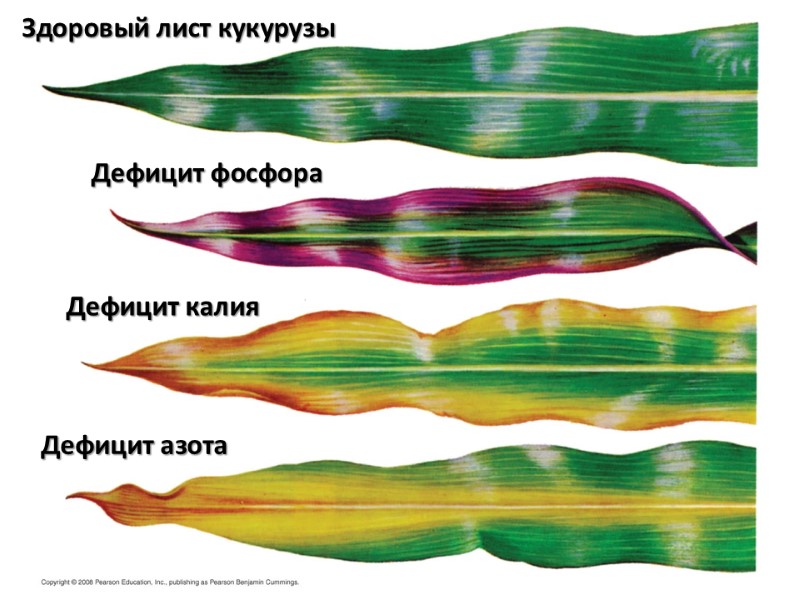 Здоровый лист кукурузы Дефицит фосфора Дефицит калия Дефицит азота